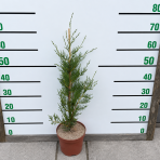 Cyprusovec leylandský (Cupressocyparis leylandii) ‘TWEEDUIZENDÉÉN’ - výška 50-70 cm, kont. C3L